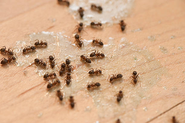 Best Wildlife Control Services  in Hastings, MI