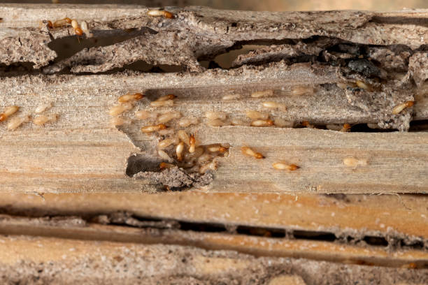 Best Cockroach Control Services  in Hastings, MI
