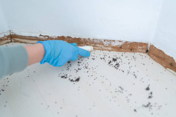 Best Termite Control Services  in Hastings, MI